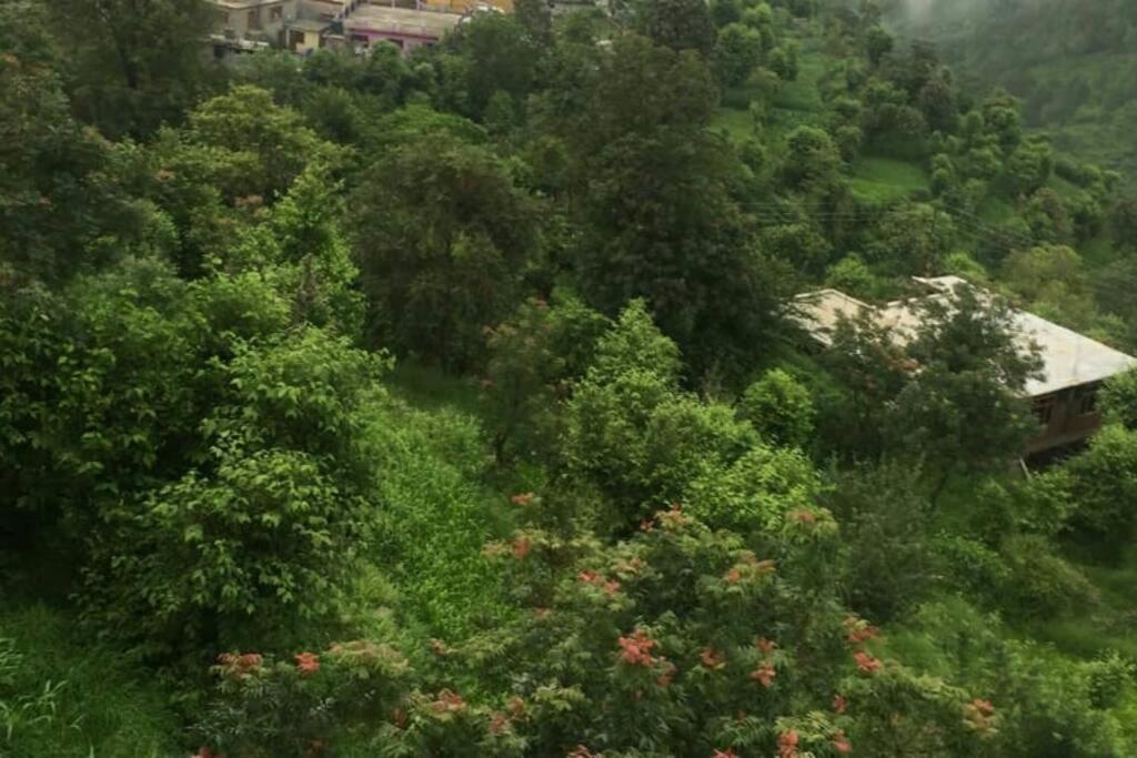 Valley View Family Unit Kasauli Exteriör bild